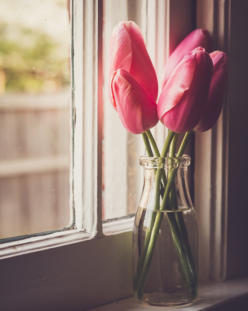 Pink Tulips in Glass Vase on Window Sill