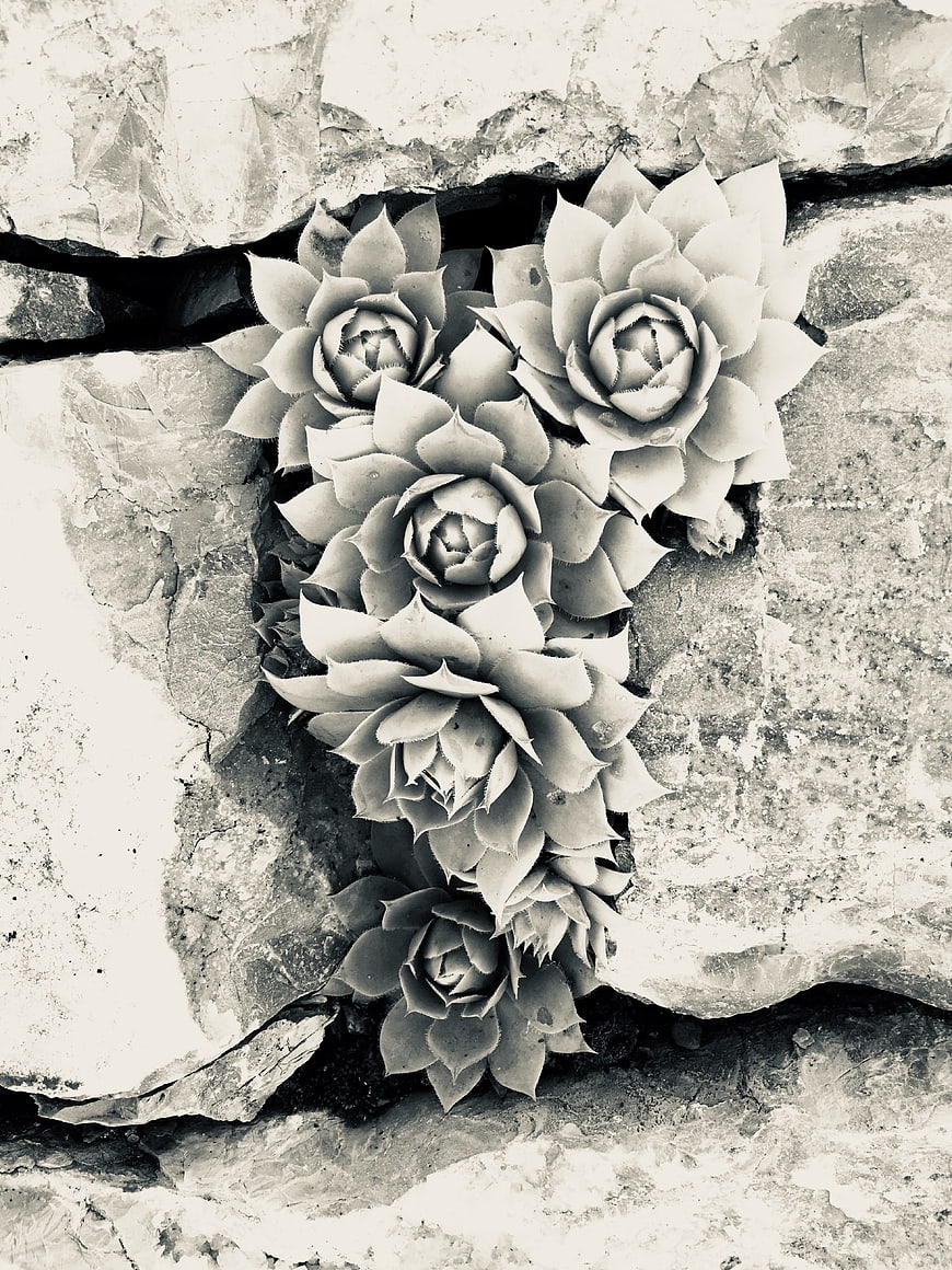 Black and white succulents growing in rock crevice