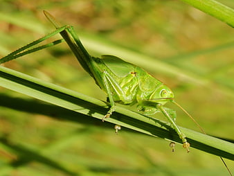 Close-up of a green katydid on a blade of grass