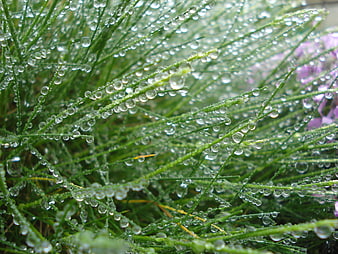 Close-up of green plant stems with fresh dew drops