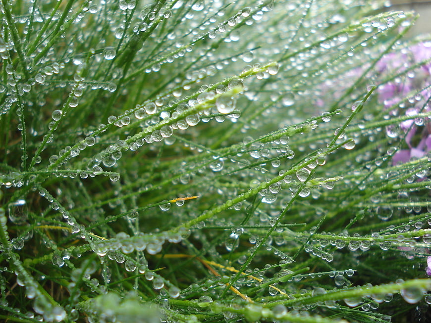 Close-up of green plant stems with fresh dew drops