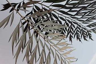 Dried Silver Leaf Branches Against White Background