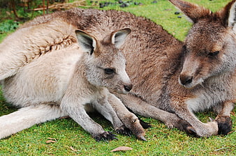 Mother Kangaroo and Joey Resting Together on Green Grass