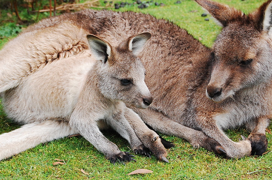 Mother Kangaroo and Joey Resting Together on Green Grass