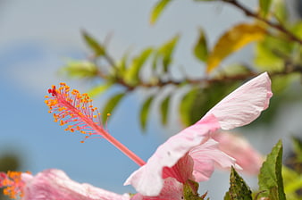 Close-up of pink hibiscus flower with stamen against blue sky
