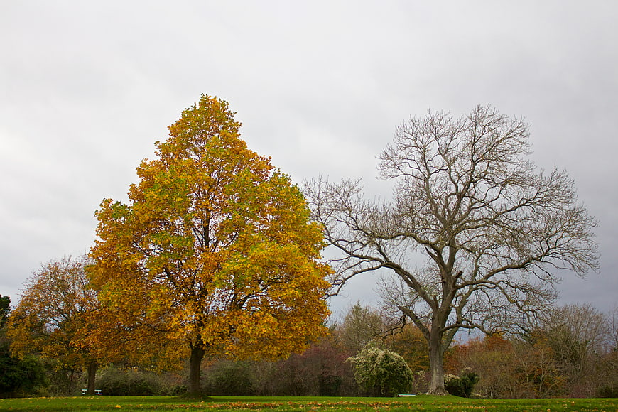 Autumn Trees in Park with Yellow Leaves and Overcast Sky