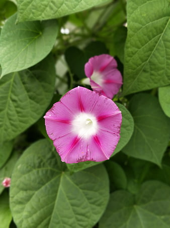 Pink Morning Glory Flower with Green Leaves