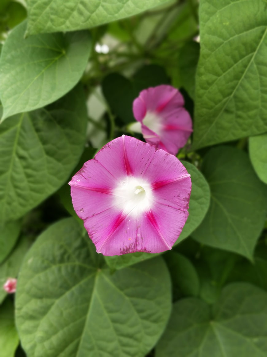 Pink Morning Glory Flower with Green Leaves