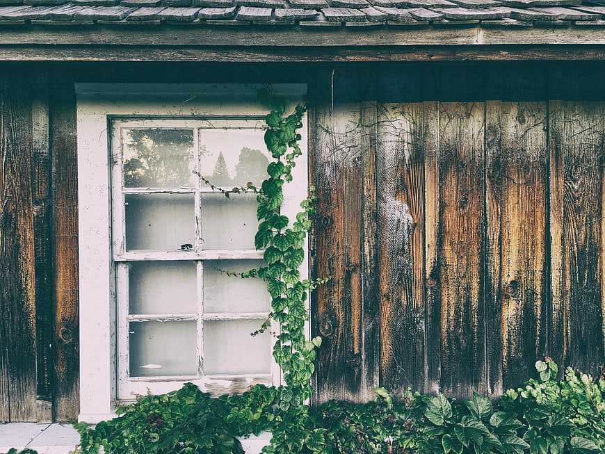 Rustic wooden wall with vintage window and climbing vines