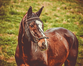 Portrait of a brown horse with bridle in a green pasture