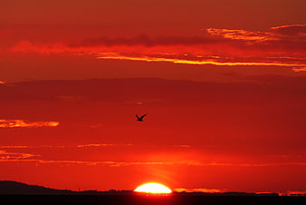 Silhouette of a bird flying against a dramatic red sunset sky