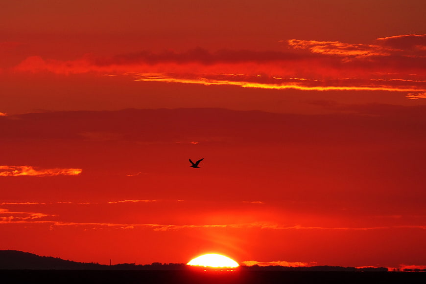 Silhouette of a bird flying against a dramatic red sunset sky