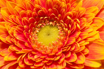 Close-up of vibrant orange and red gerbera daisy flower