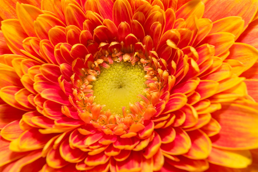 Close-up of vibrant orange and red gerbera daisy flower