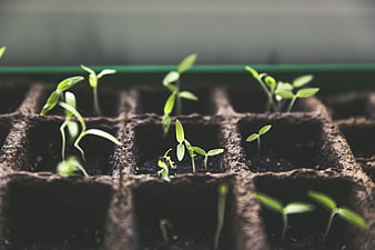Young green seedlings sprouting in peat soil starter tray