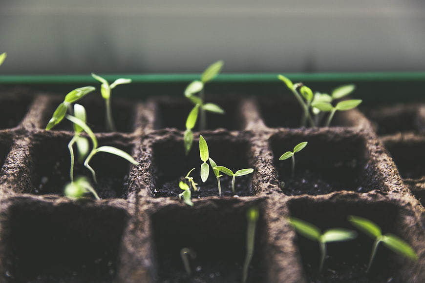 Young green seedlings sprouting in peat soil starter tray