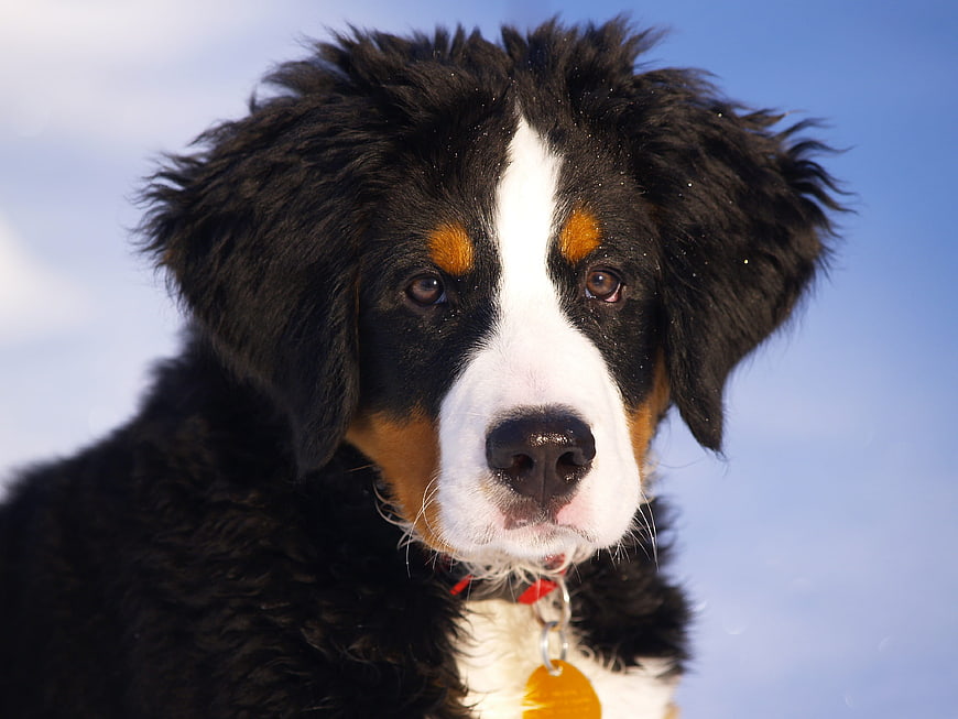 Cute Bernese Mountain Dog Puppy Portrait in Snow