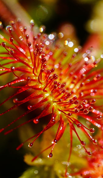 Macro photography of a red sundew carnivorous plant with dew drops