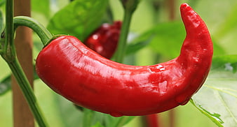 Fresh Red Chili Pepper Hanging on Plant