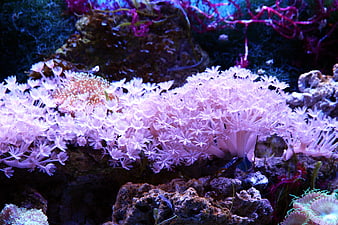 Vibrant Pink Coral Polyps In Marine Reef Aquarium