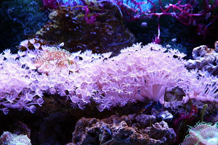 Vibrant Pink Coral Polyps In Marine Reef Aquarium