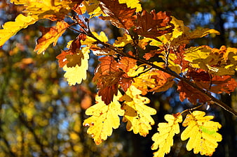 Vibrant Autumn Oak Leaves Backlit by Golden Sunlight