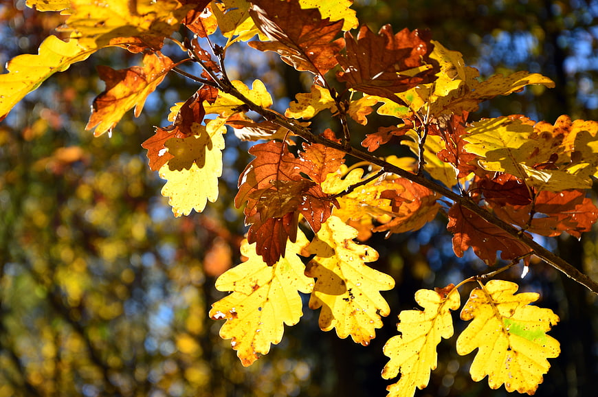 Vibrant Autumn Oak Leaves Backlit by Golden Sunlight