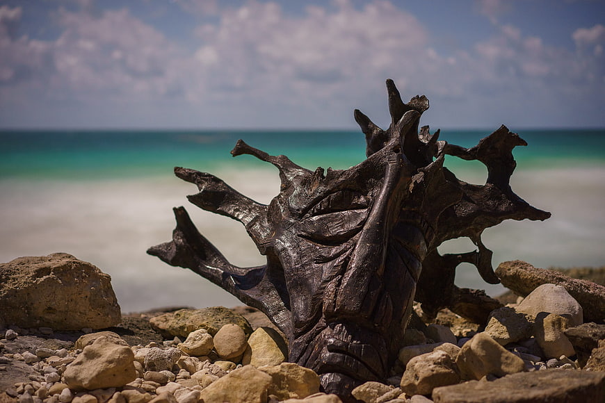 Dark Wood Sculpture on Rocky Beach with Turquoise Ocean