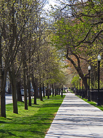 Sunny tree-lined sidewalk in a quiet urban neighborhood