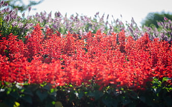 Vibrant Red Salvia Flowers in a Summer Garden