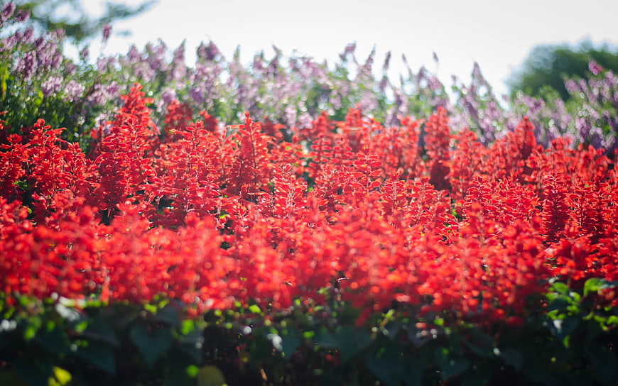 Vibrant Red Salvia Flowers in a Summer Garden