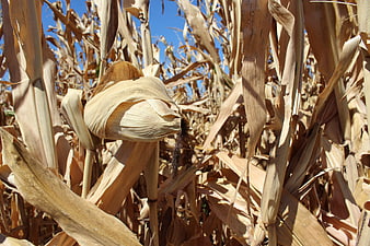 Dried Corn Cob in Harvest Ready Field