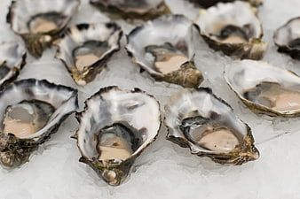 Fresh Raw Oysters On Ice Close Up