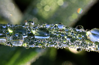 Macro Photography of Water Droplets on Green Leaf