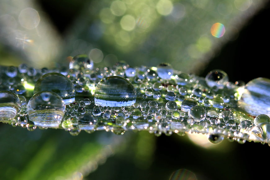 Macro Photography of Water Droplets on Green Leaf
