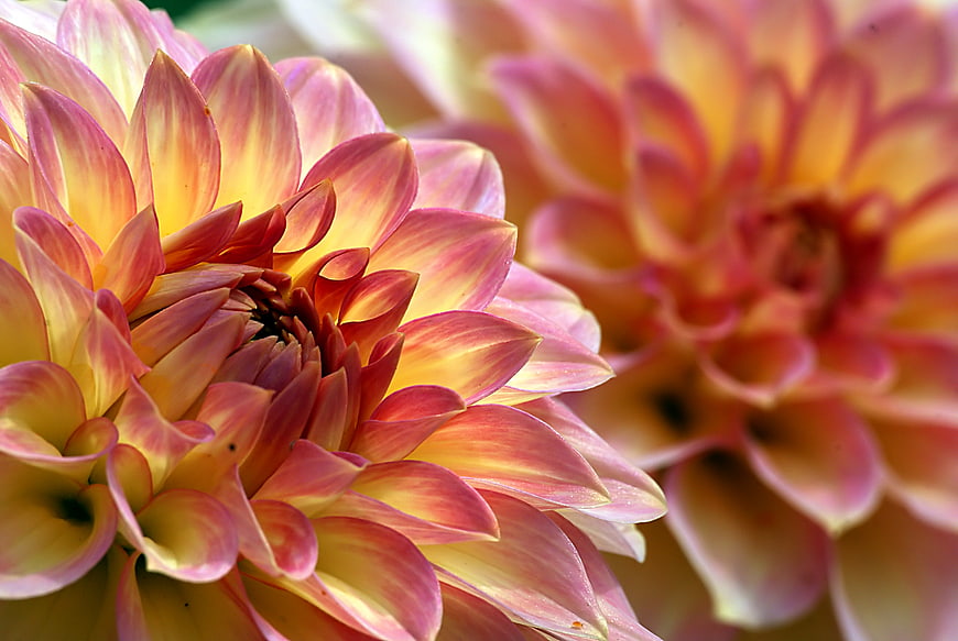 Close-up of Pink and Yellow Dahlia Flowers in Bloom
