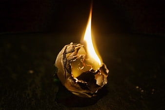 Burning dried flower bud with flame on dark background