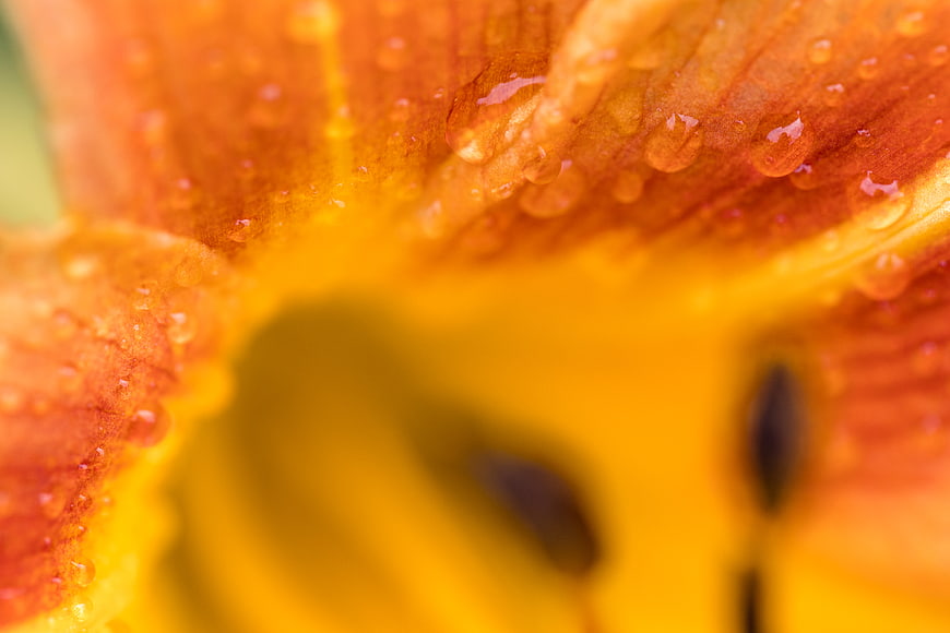 Macro Close-Up of Orange Flower Petals with Water Droplets