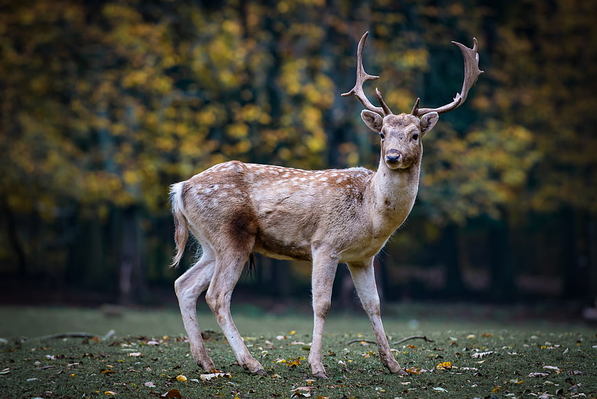 Fallow Deer with Antlers in Autumn Forest