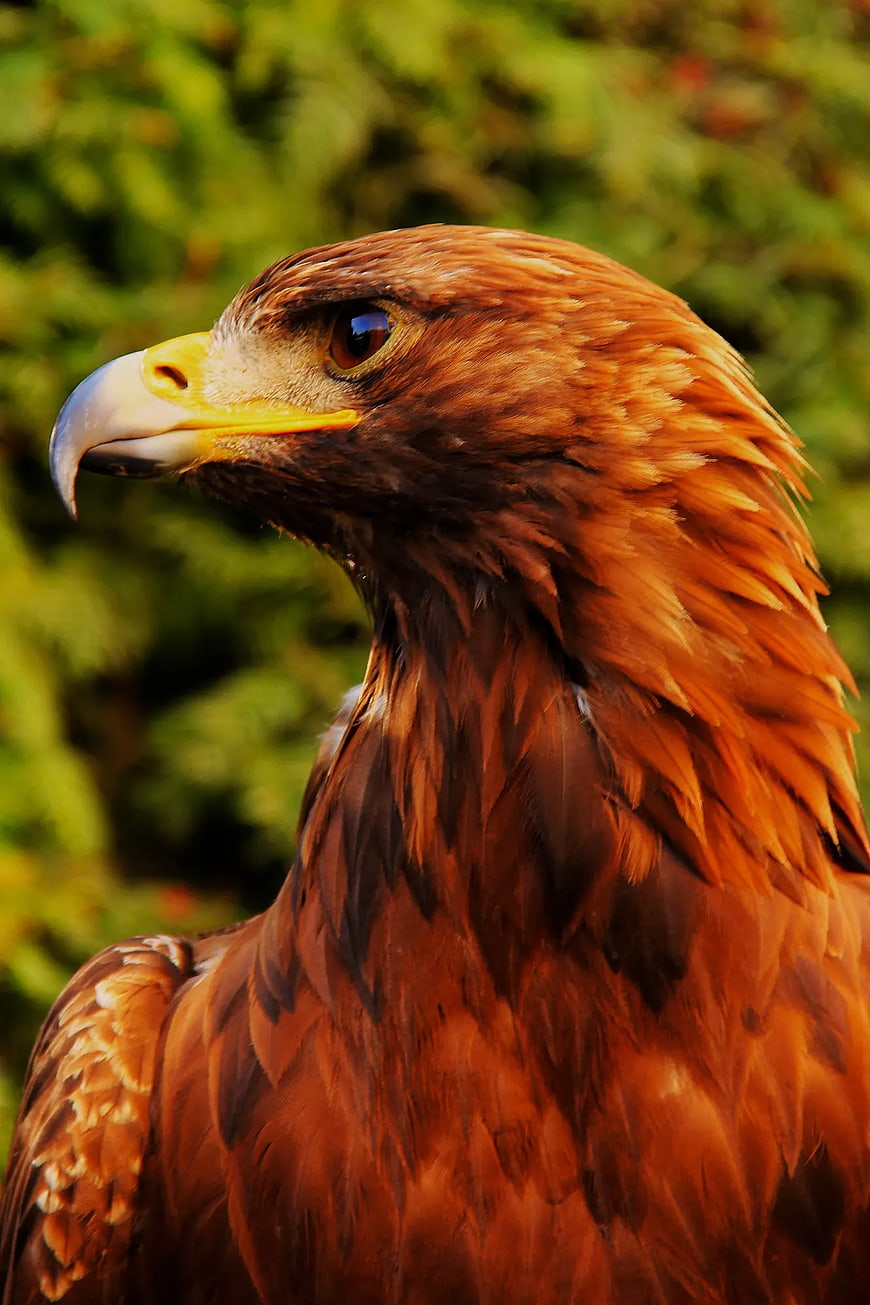Close-up Portrait of a Golden Eagle Head in Profile
