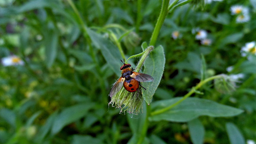 Close-up of a hoverfly on a green plant stem