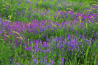 Vibrant purple wildflowers blooming in a lush green meadow