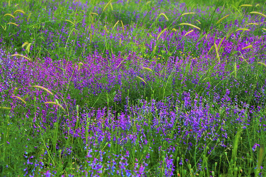 Vibrant purple wildflowers blooming in a lush green meadow