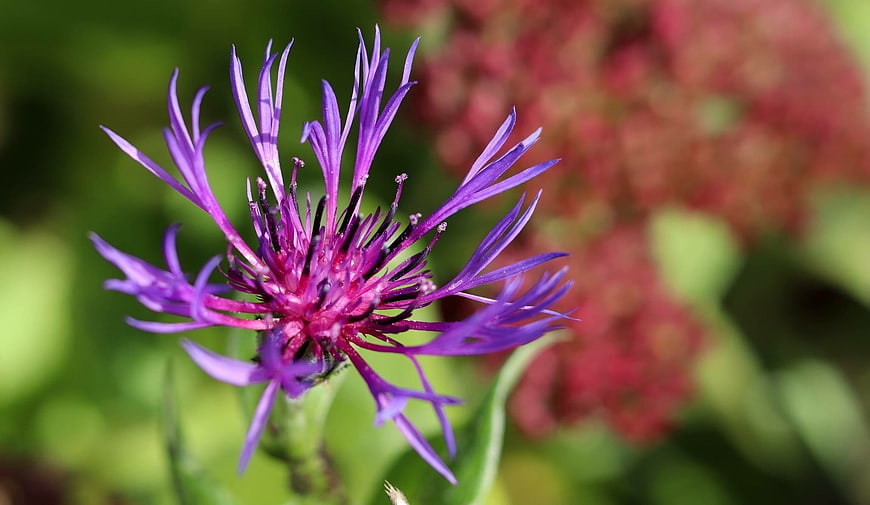 Close-up of vibrant purple cornflower with blurred green background