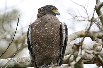 Crested Serpent Eagle perched on a tree branch