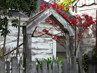 Weathered wooden garden gate with red maple leaves