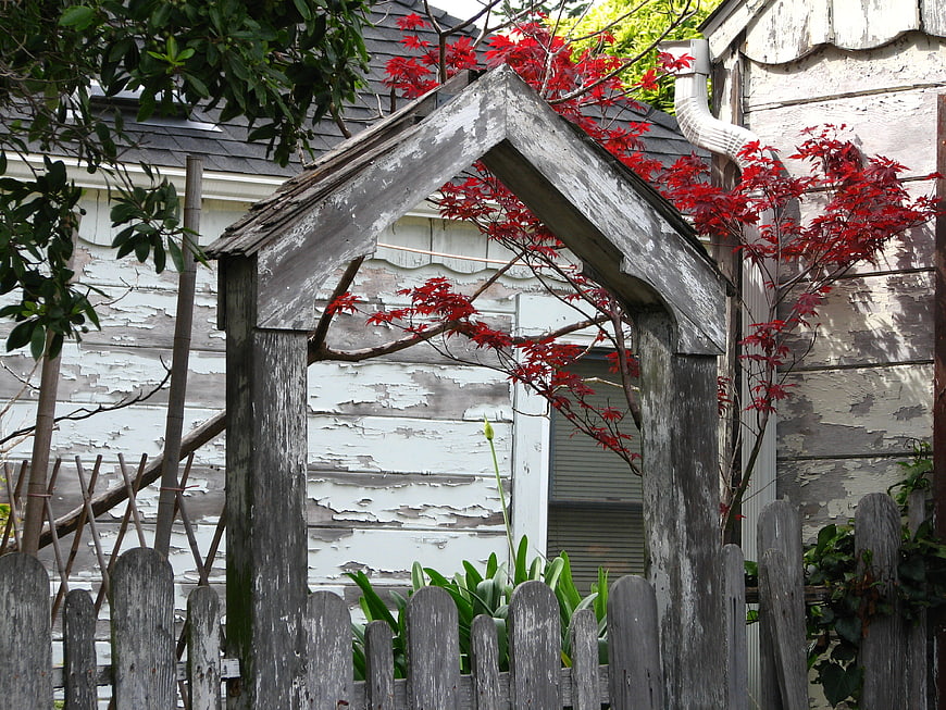 Weathered wooden garden gate with red maple leaves