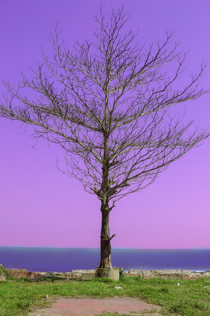 Lone bare tree against surreal purple sky and ocean
