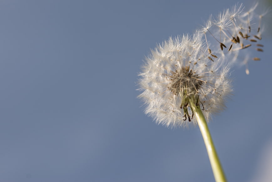 Dandelion seeds blowing in the wind against blue sky