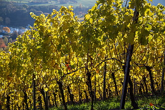 Golden autumn vineyard with yellow grape leaves and rolling hills